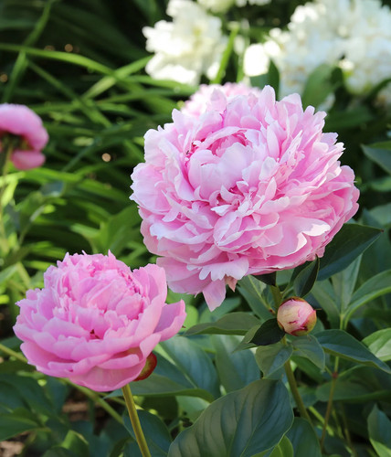 Sarah bernhardt peony 1 root - sarah,