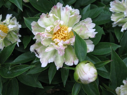Peony paeonia plant green - peony/paeonia, 'green
