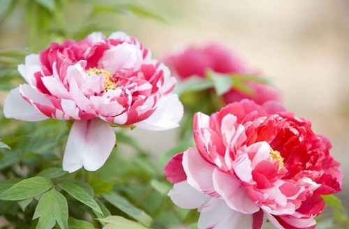 10pc peony seeds garden plant - 10pc,